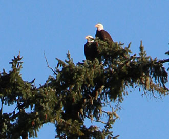 UCC resident bald eagles